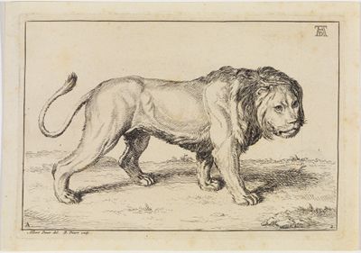 Bernard Picart (1673) - Löwe nach rechts schreitend