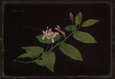 Georg Philipp Schmitt - Blütenzweig der Heckenkirsche