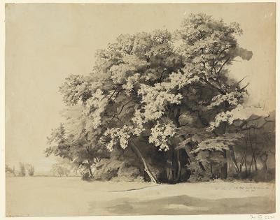 Philipp Röth - Große Baumgruppe in der Beiertheimer Allee in Karlsruhe