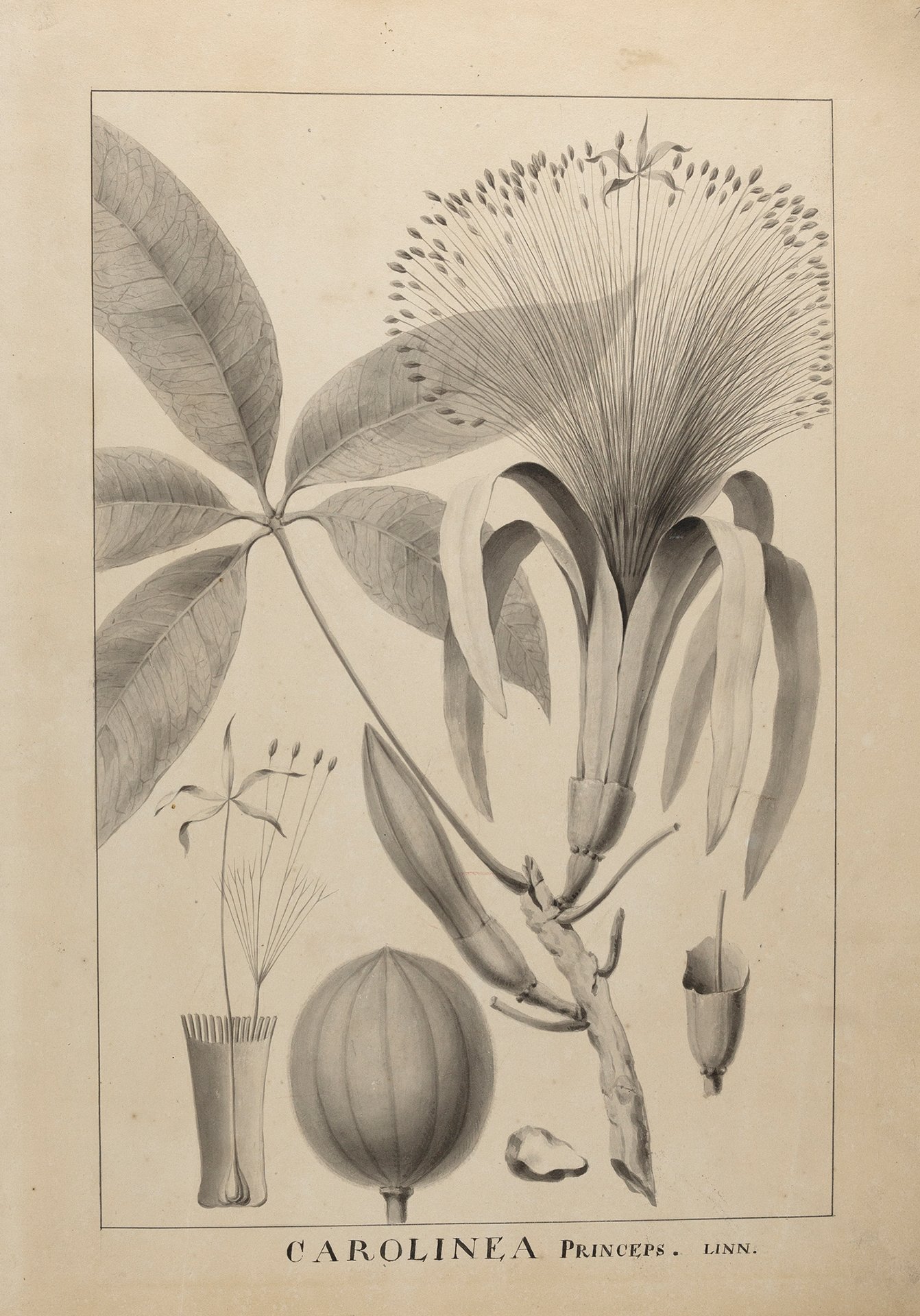 Abbildung der Pflanzenstudie "Carolinea Princeps" aus dem Jahr 1775, die in der Ausstellung "Die Meister-Sammlerin" vom 30. Mai bis 6. September 2015 in der Staatlichen Kunsthalle Karlsruhe zu sehen war.