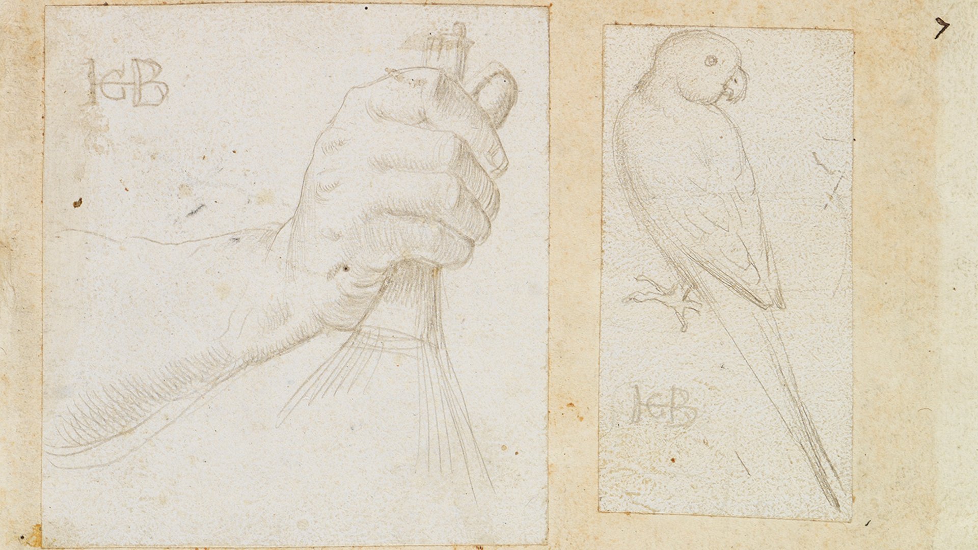 Abbildung eines Details aus Hans Baldung Griens Skizzenbuch. Die Skizzen zeigen einmal eine Hand und einmal einen Vogel.