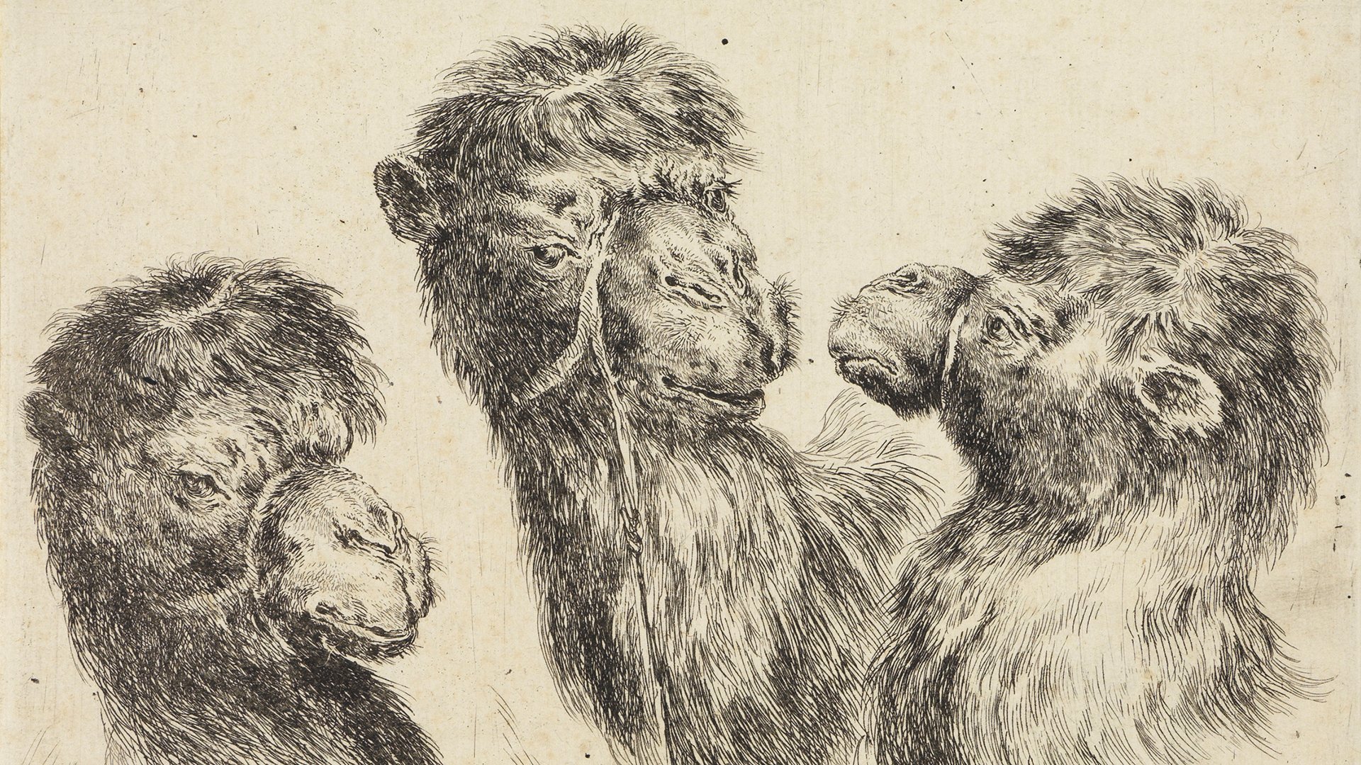 Abbildung von Stefano della Bellas Zeichnung verschiedener Tierköpfe. Dargestellt sind drei Kamelköpfe.