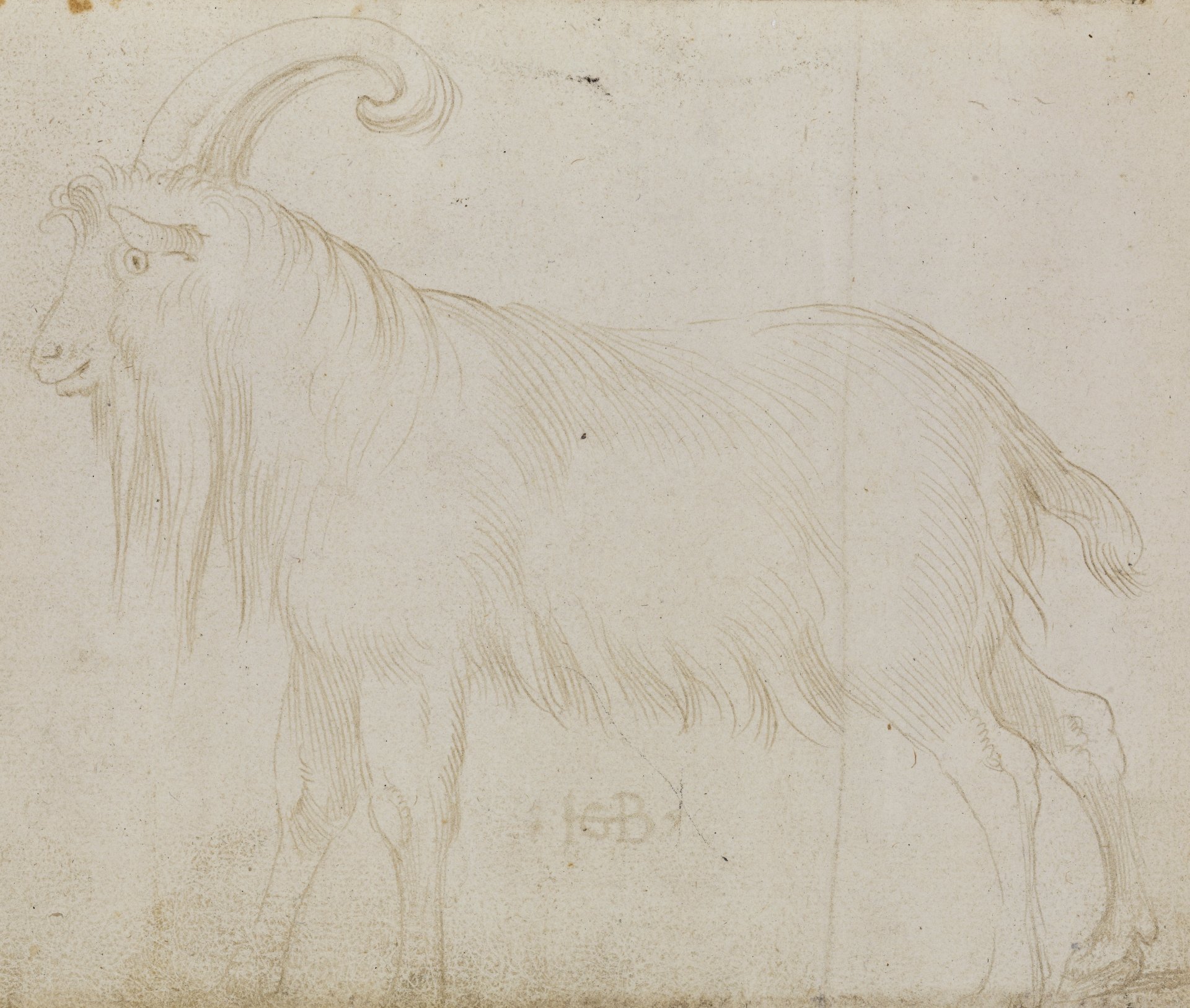 Abbildung einer Zeichnung aus dem Karlsruher Skizzenbuch des Renaissance-Künstlers Hans Baldung Grien. Zu sehen ist die Zeichnung eines Ziegenbocks.