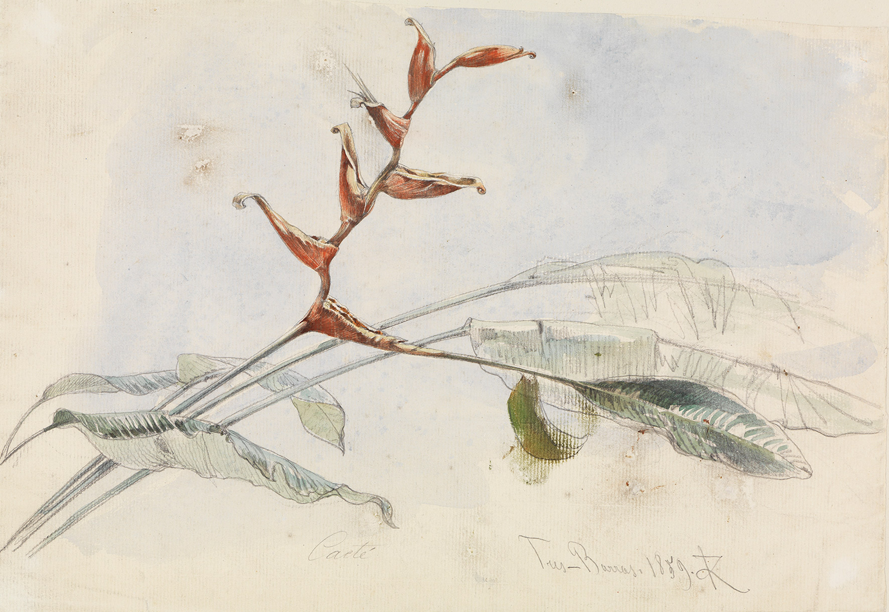 Abbildung der Zeichnung "Blühender Kaktus bei Tres Barras" des Künstlers Ferdinand Keller zu sehen in der Ausstellung Inventing Nature