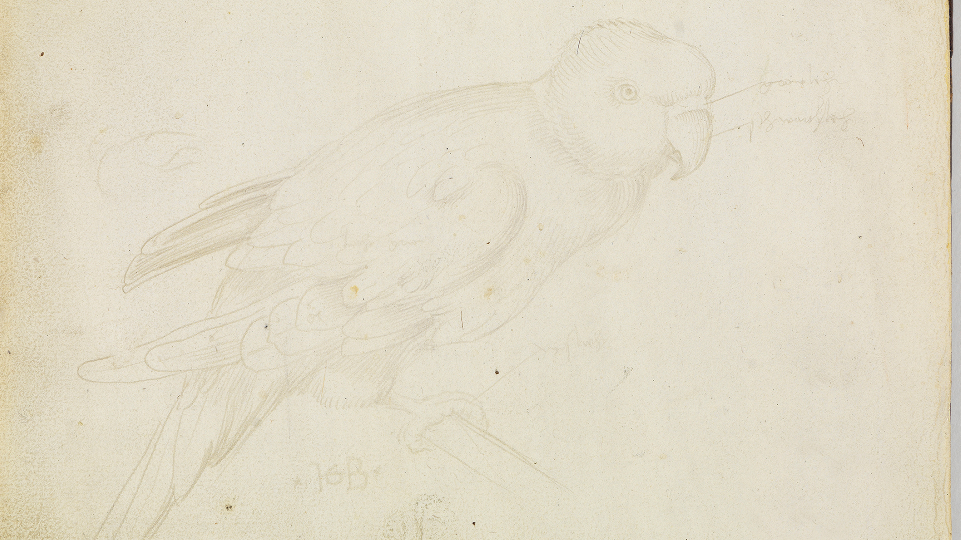Abbildung eines exotischen Vogels aus Hans Baldung Griens Skizzenbuch