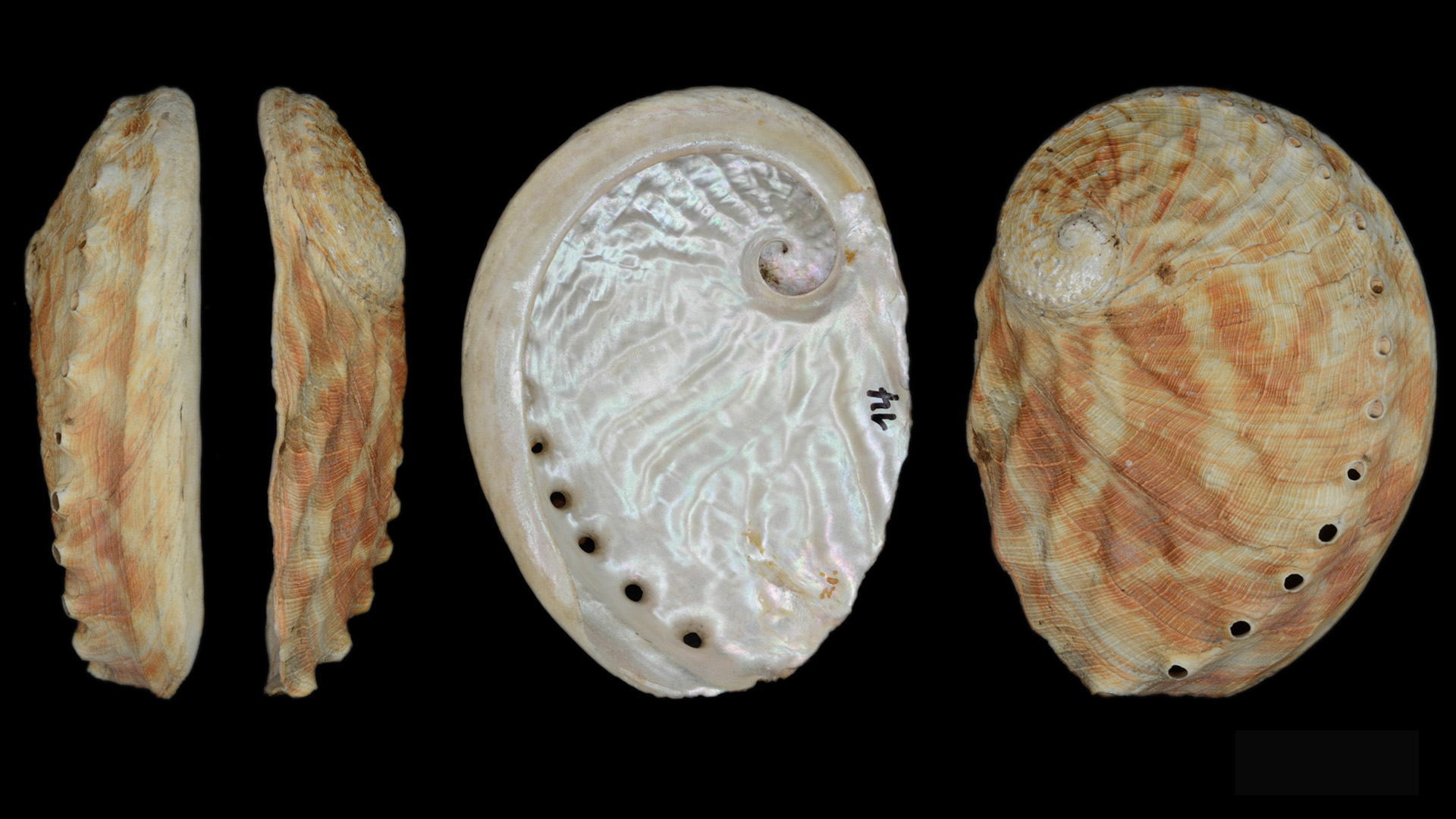 Abbildung der Muschel "Das Riesenohr von Neuholland". Zu sehen ist die Muschel einmal seitlich, einmal von oben und einmal von unten.