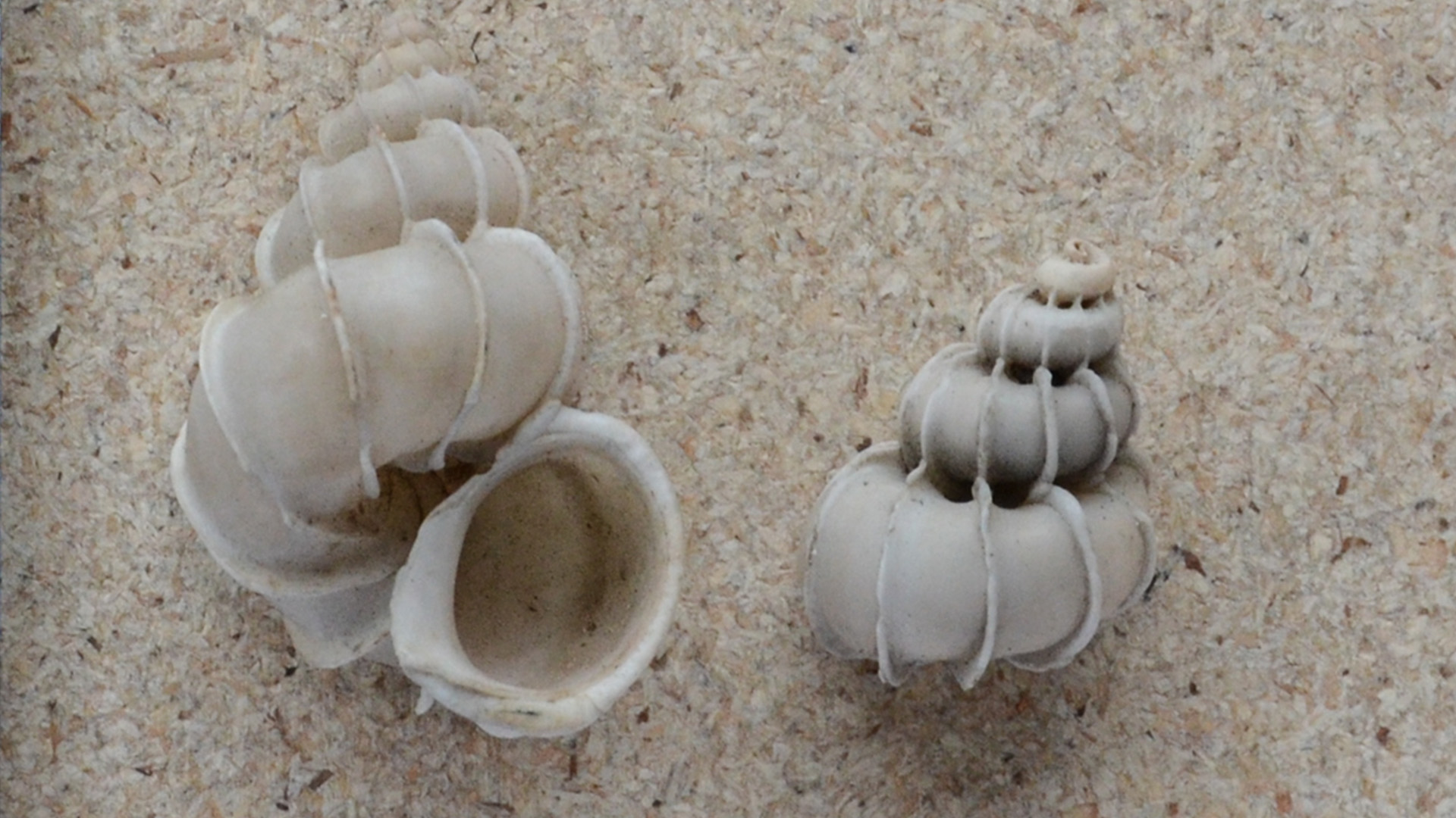 Abbildung zweier Muscheln mit der Bezeichnung das Riesenohr von Neuholland