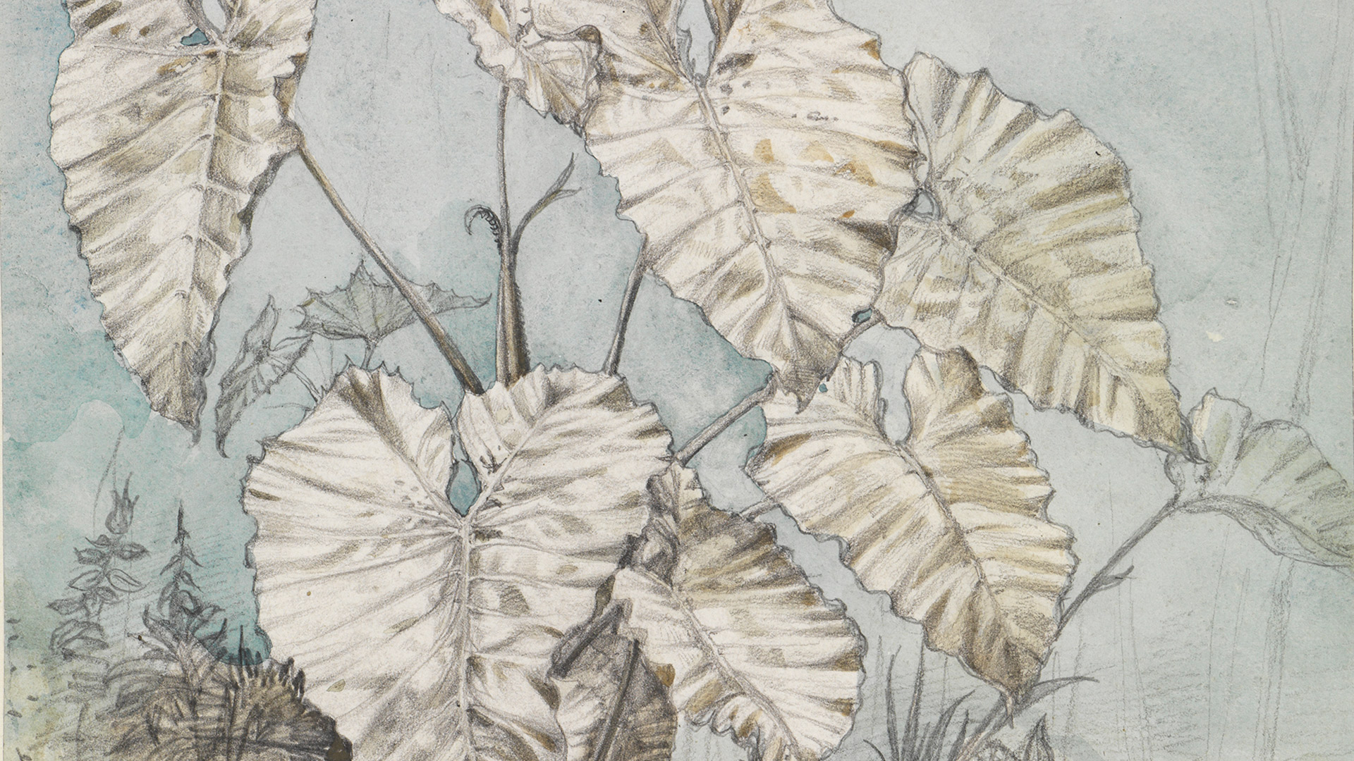 Detailansicht der Zeichnung Blattgewächs im Urwald des Künstlers Ferdinand Kelle. Es zeigt großformatige Blätter einer Pflanze.