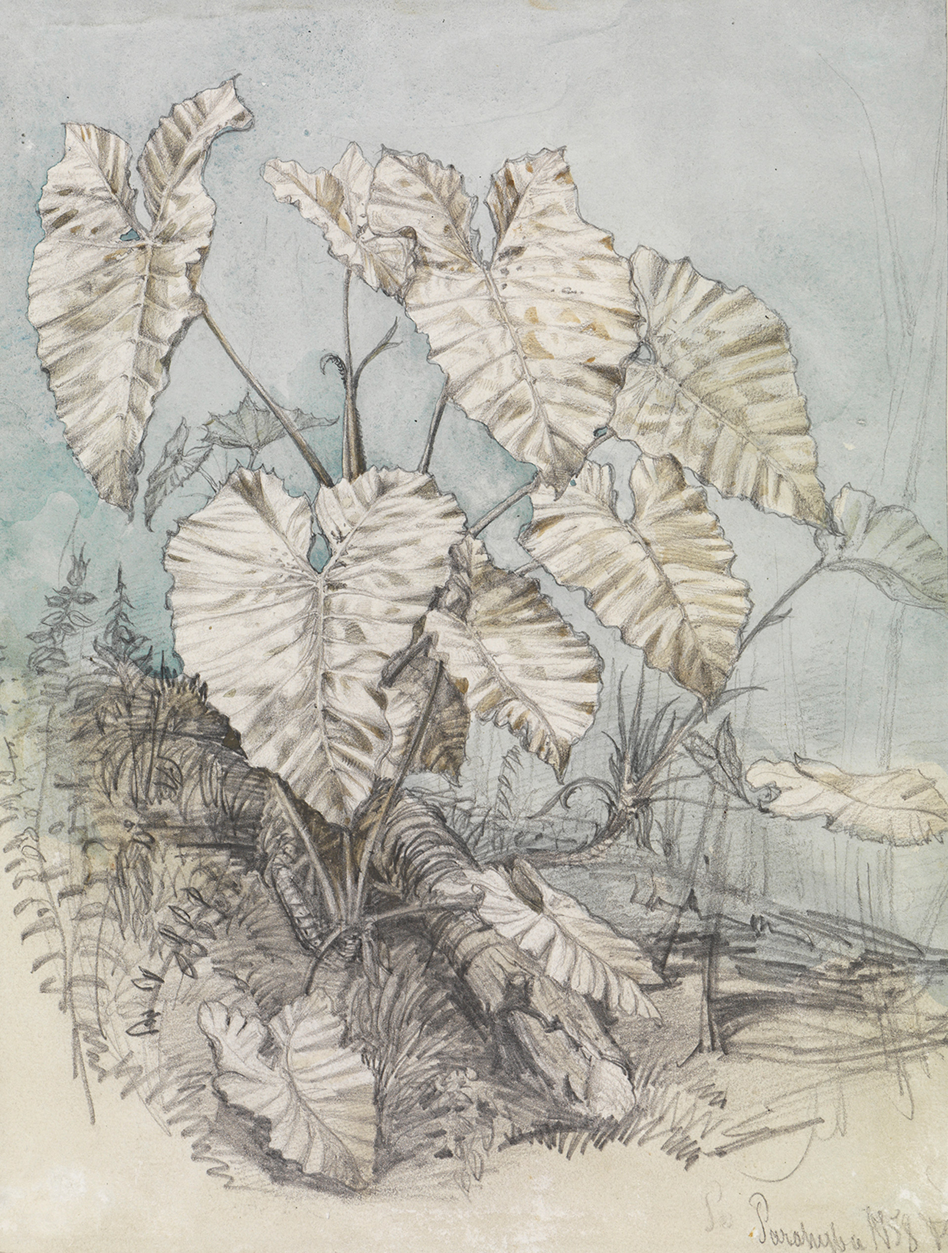 Abbildung der Zeichnung Blattgewächs im Urwald des Künstlers Ferdinand Keller zu sehen in der Ausstellung Inventing Nature