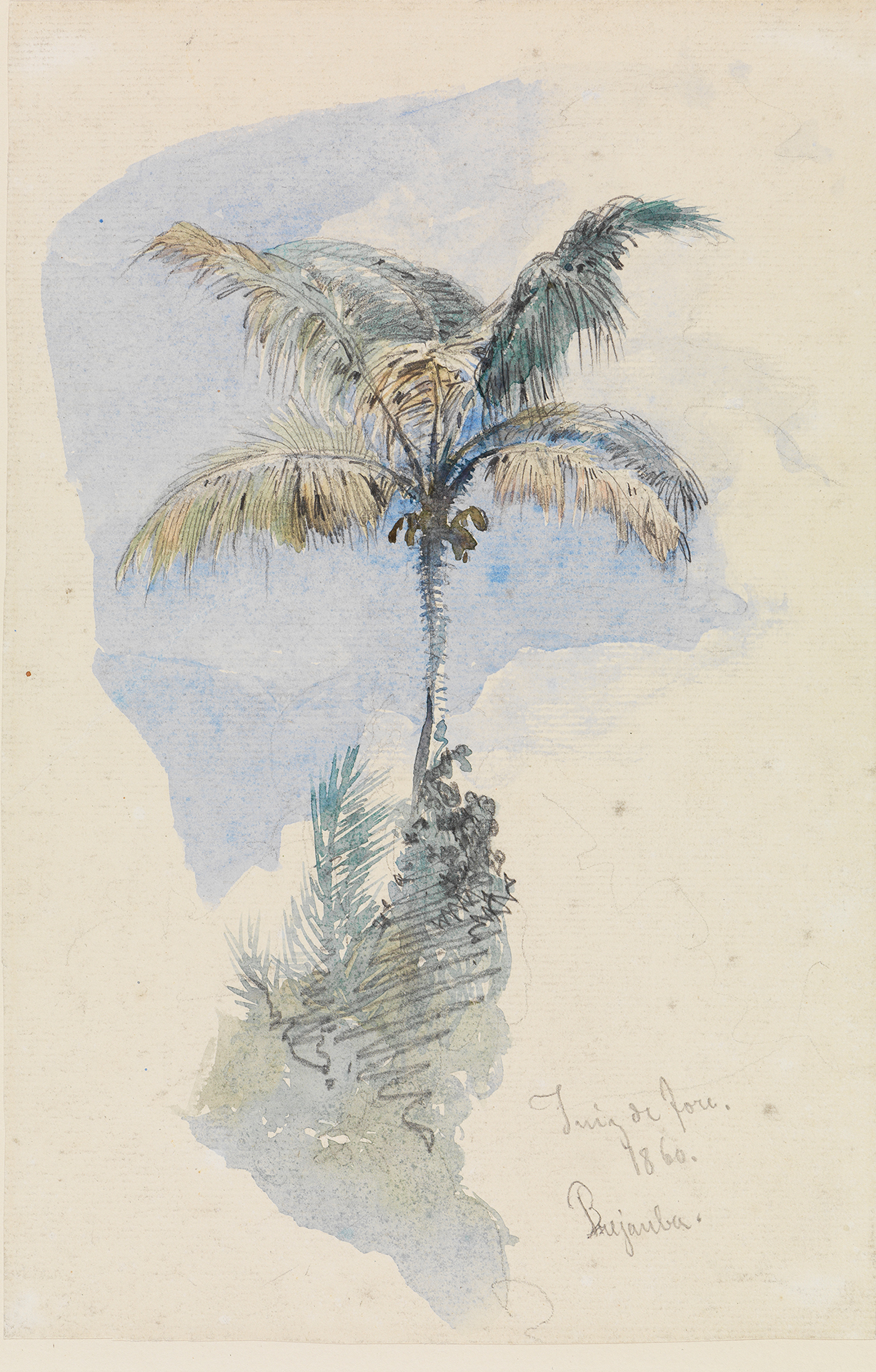Aquarellstudie einer Palme von Ferdinand Keller