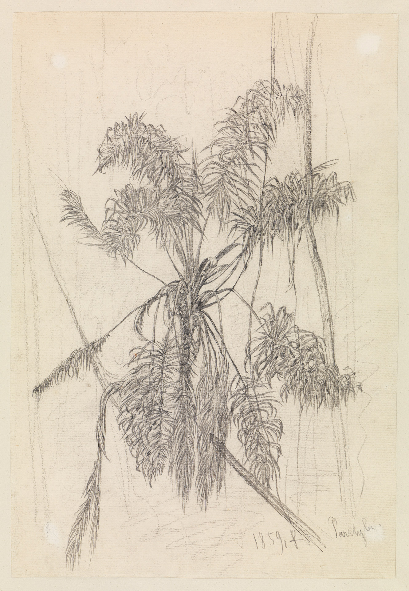 Abbildung der Zeichnung "Palmenstudie" von Ferdinand Keller aus dem Jahr 1859