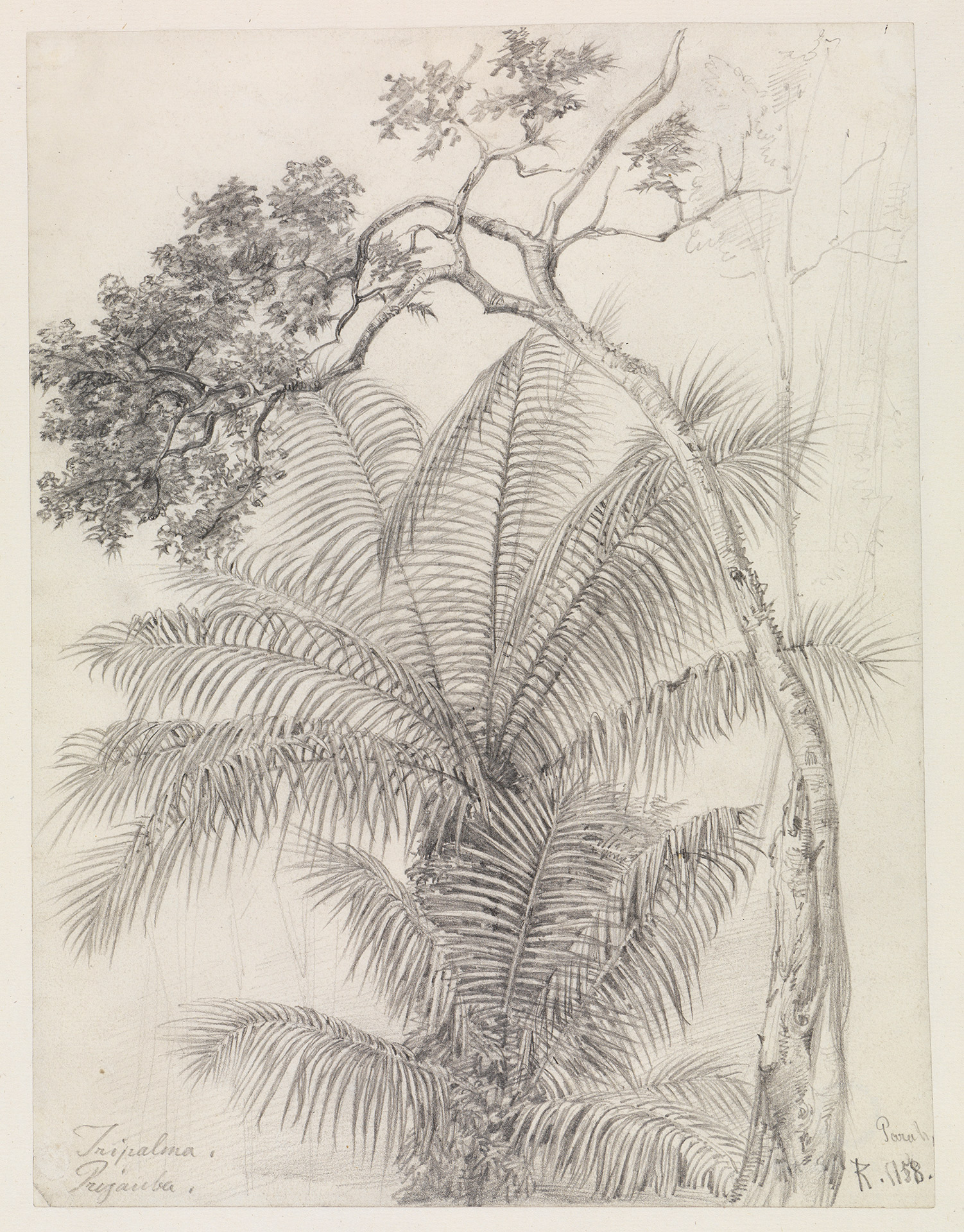 Abbildung der Zeichnung "Palmen- und Baumstudie von Ferdinand Keller aus dem Jahr 1858