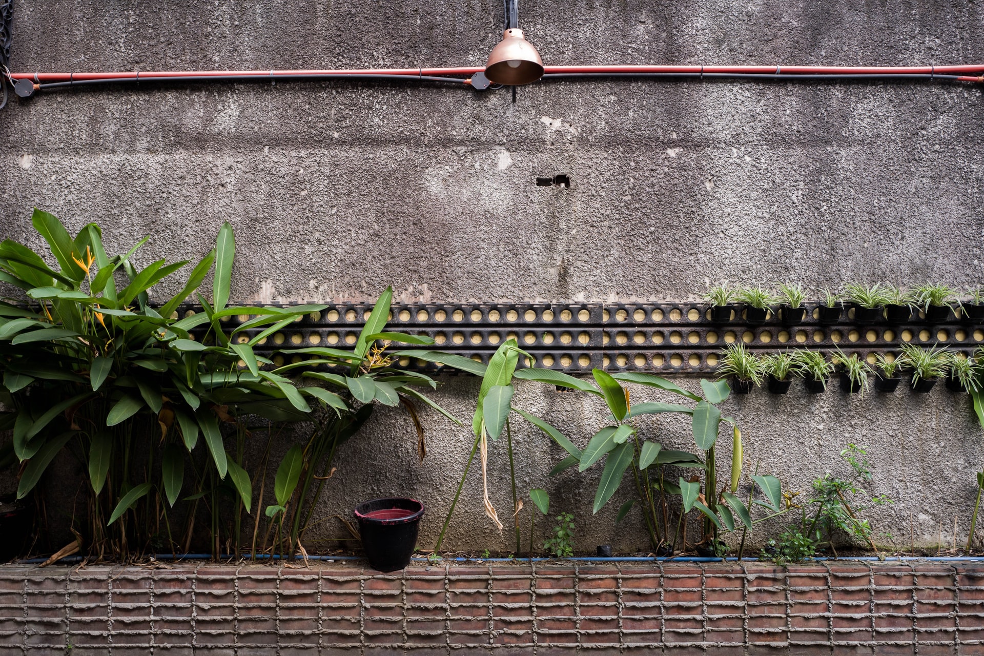 Pflanzen vor einer Häuserwand.