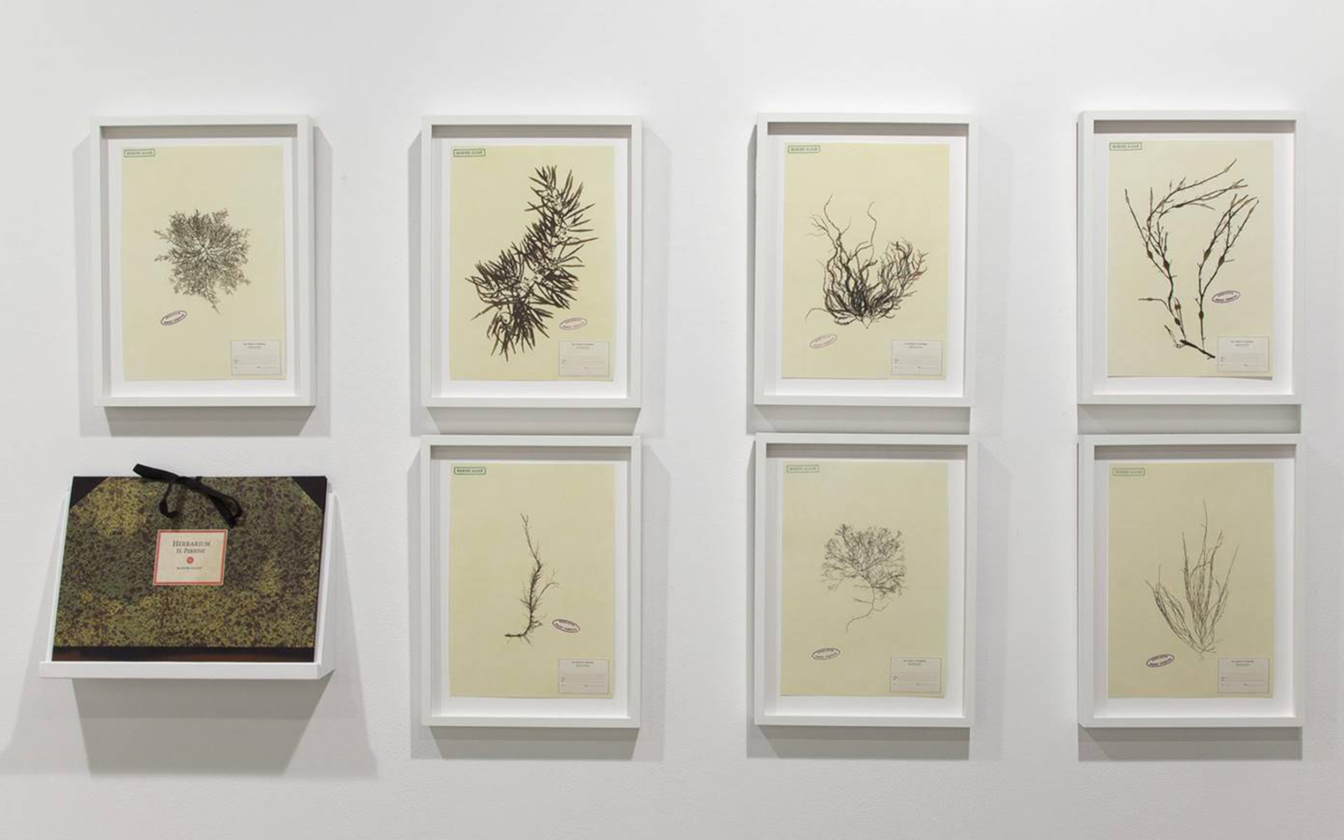 Abbildung von Mark Dions Arbeit Herbarium, die aus einer Mappe und sieben gerahmten Meeresalgen besteht