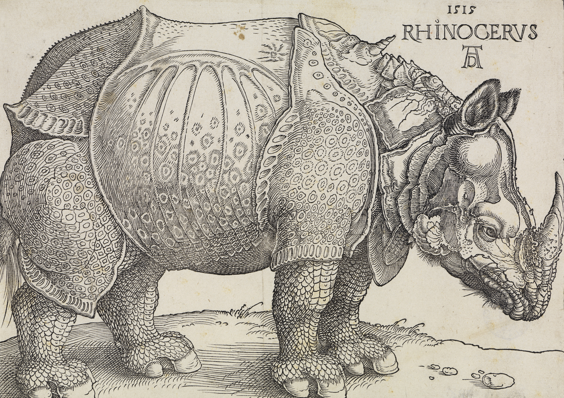 Albrecht Dürers Holzschnitt des Rhinozeros. Ein Nashorn ist detailgetreu in seitlicher Ansicht gezeichnet.