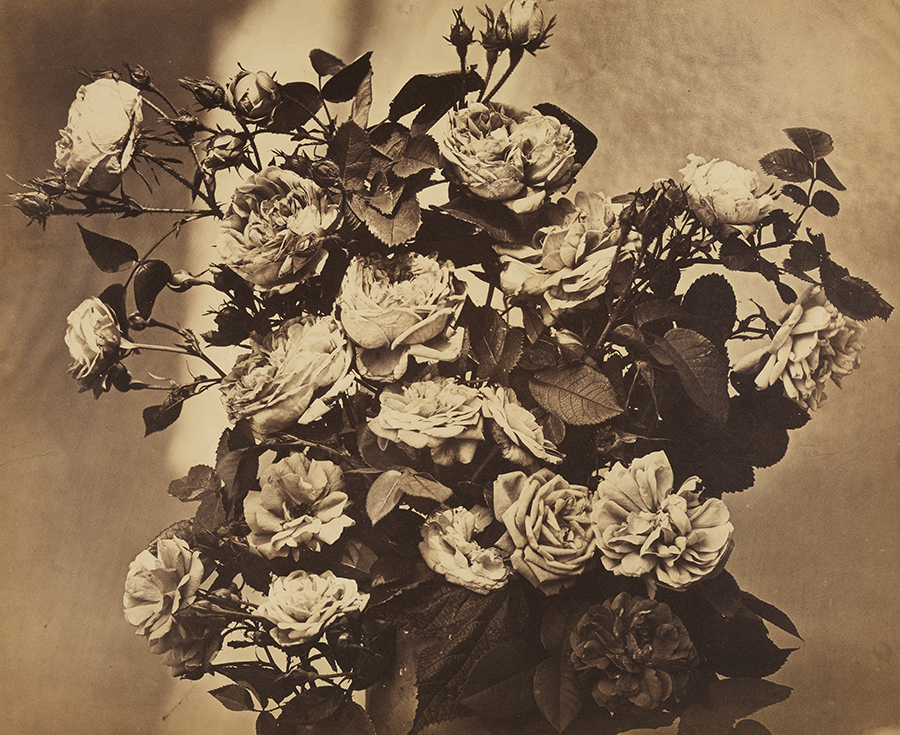 Abbildung der Fotografie "Rosenstillleben" von Adolphe Braun. Die bräunliche Schwarz-Weiß-Fotografie zeigt einen Blumenstrauß aus Rosen.