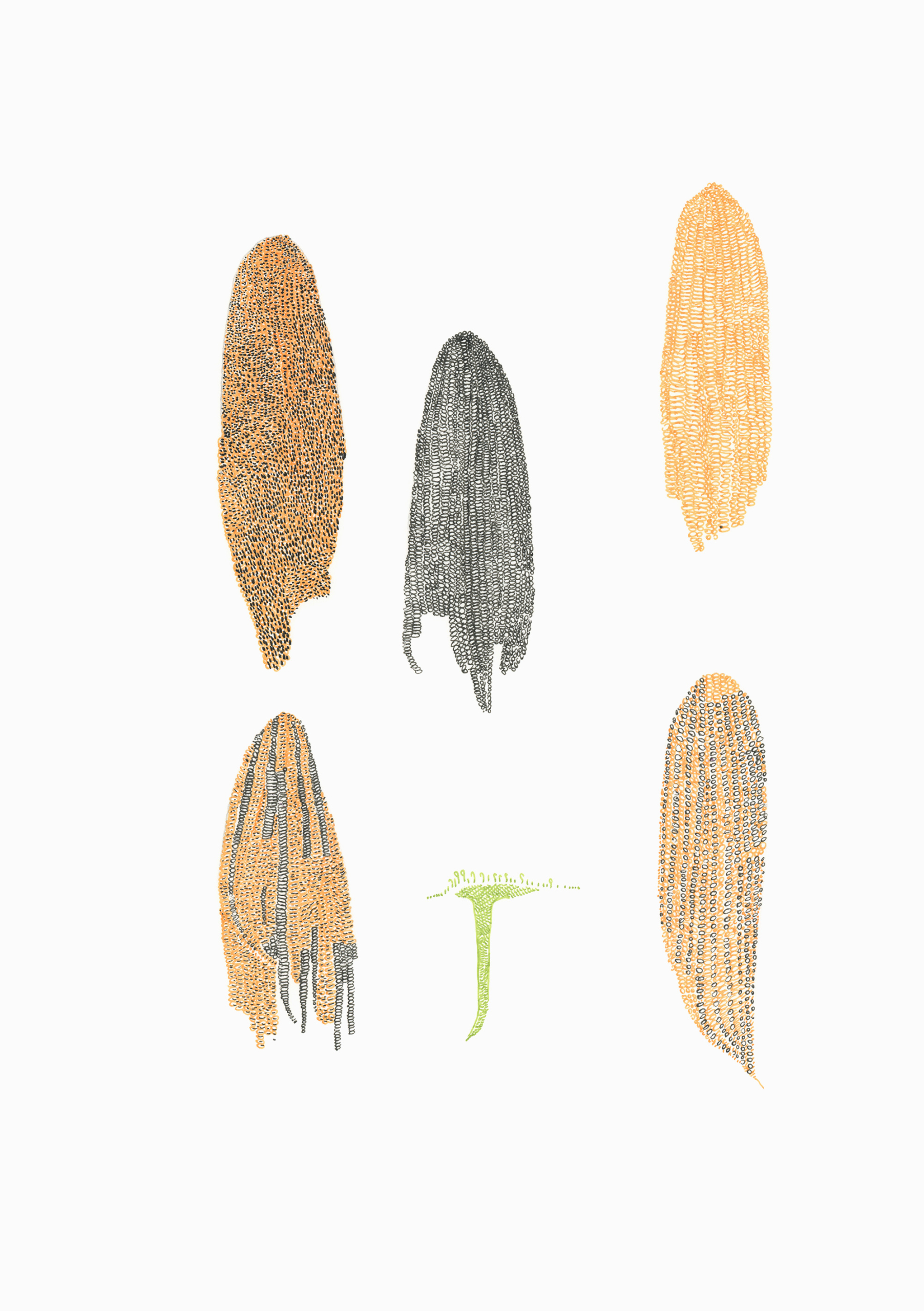 Abbildung einer Zeichnung, auf der fünf Varianten von Maiskolben abgebildet sind.